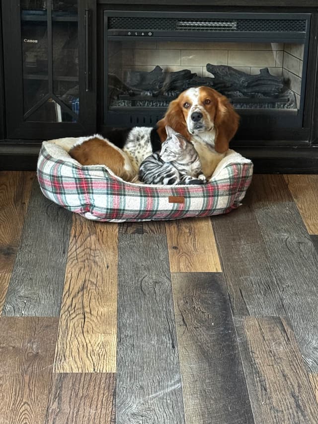 Adult Basset Hounds media 3
