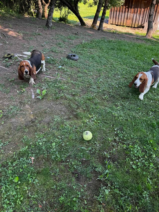 Adult Basset Hounds media 5