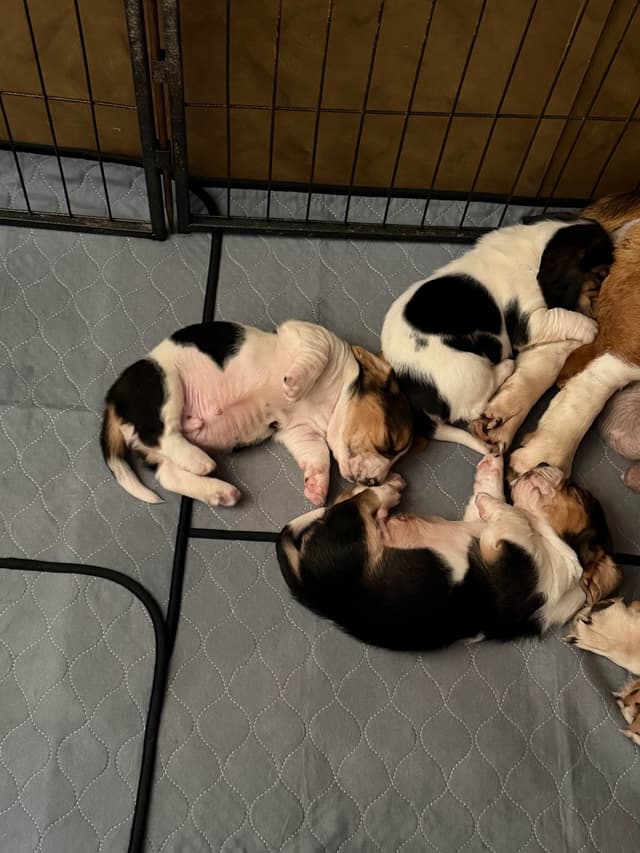 Basset Hound Puppies media 2