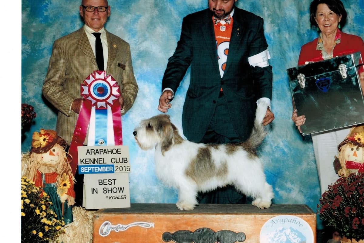 Petit Basset Griffon Vendeen Puppies breeder image 1