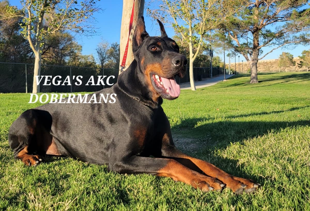 Doberman Pinscher Puppies breeder image 5