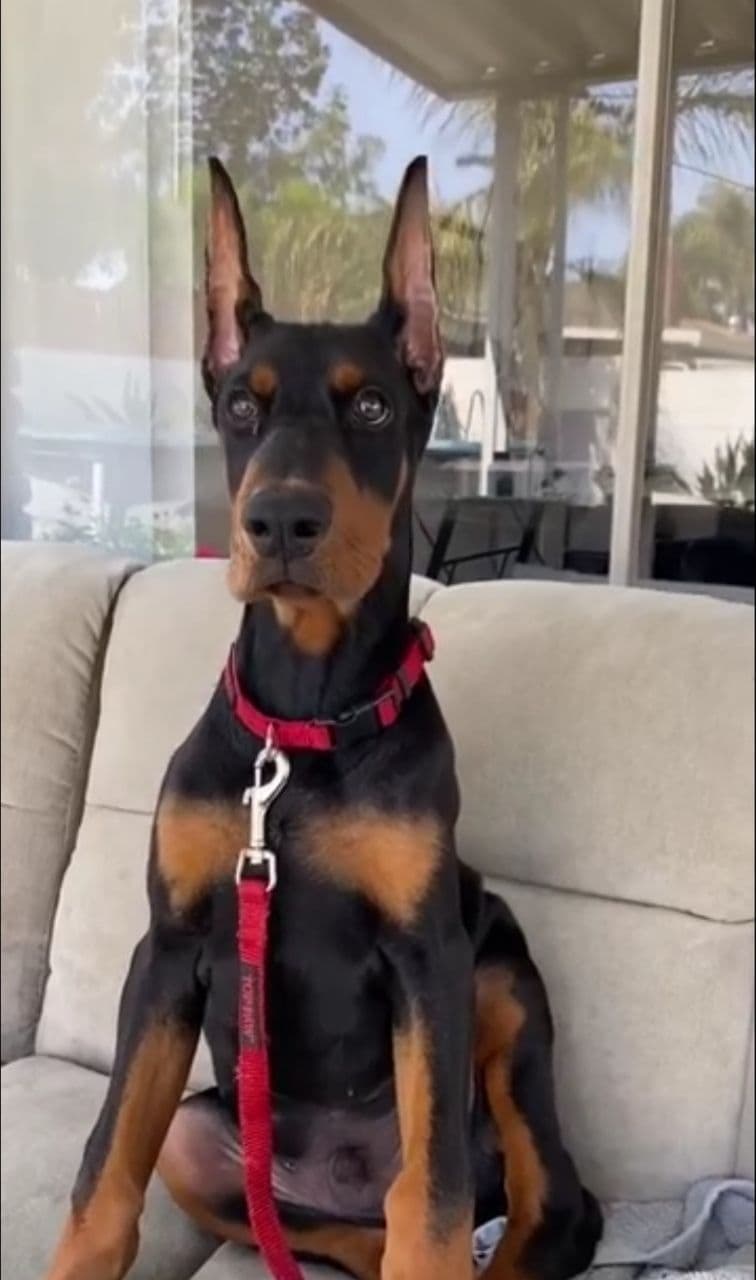 Doberman Pinscher Puppies breeder image 8