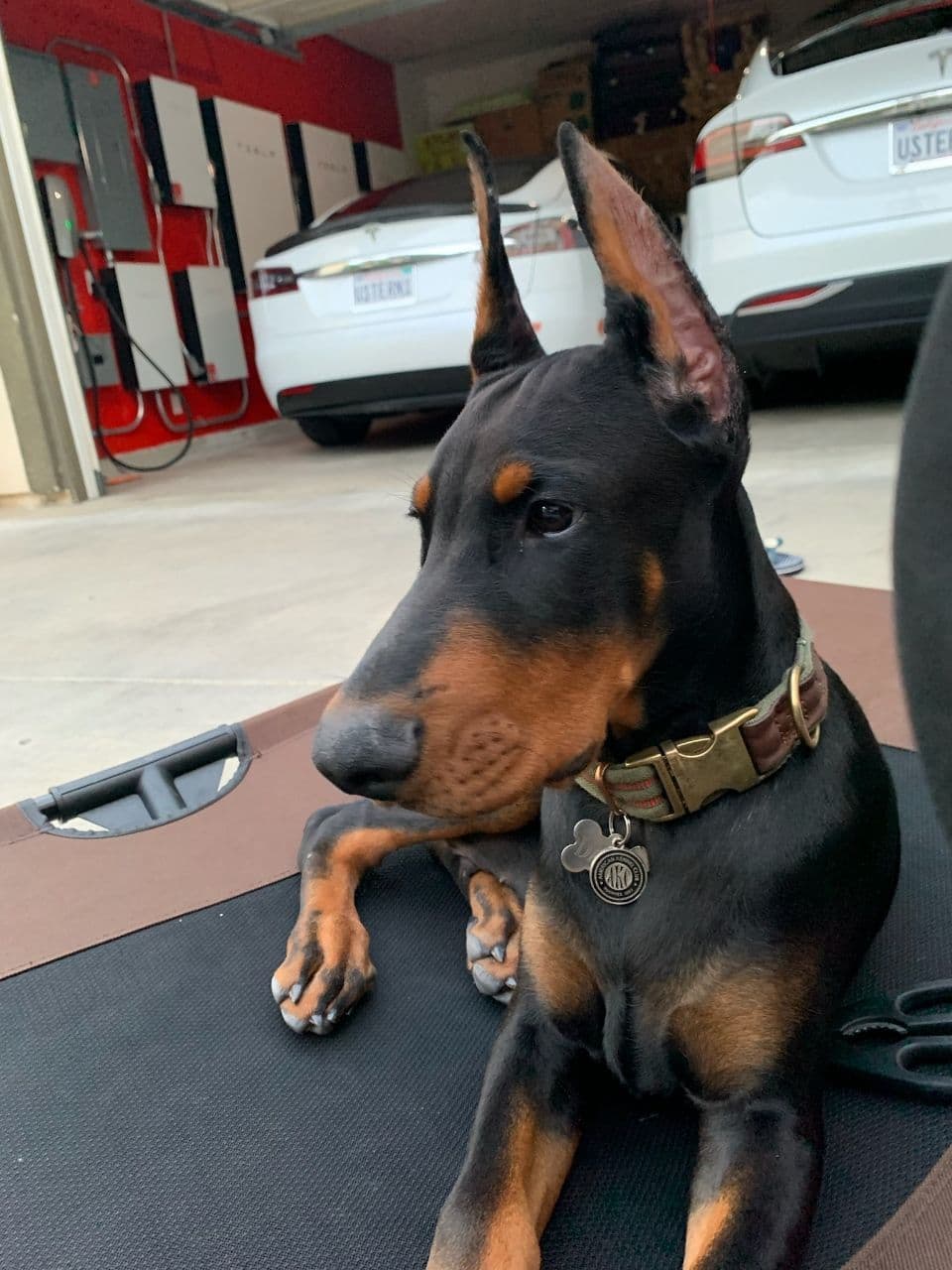 Doberman Pinscher Puppies breeder image 10