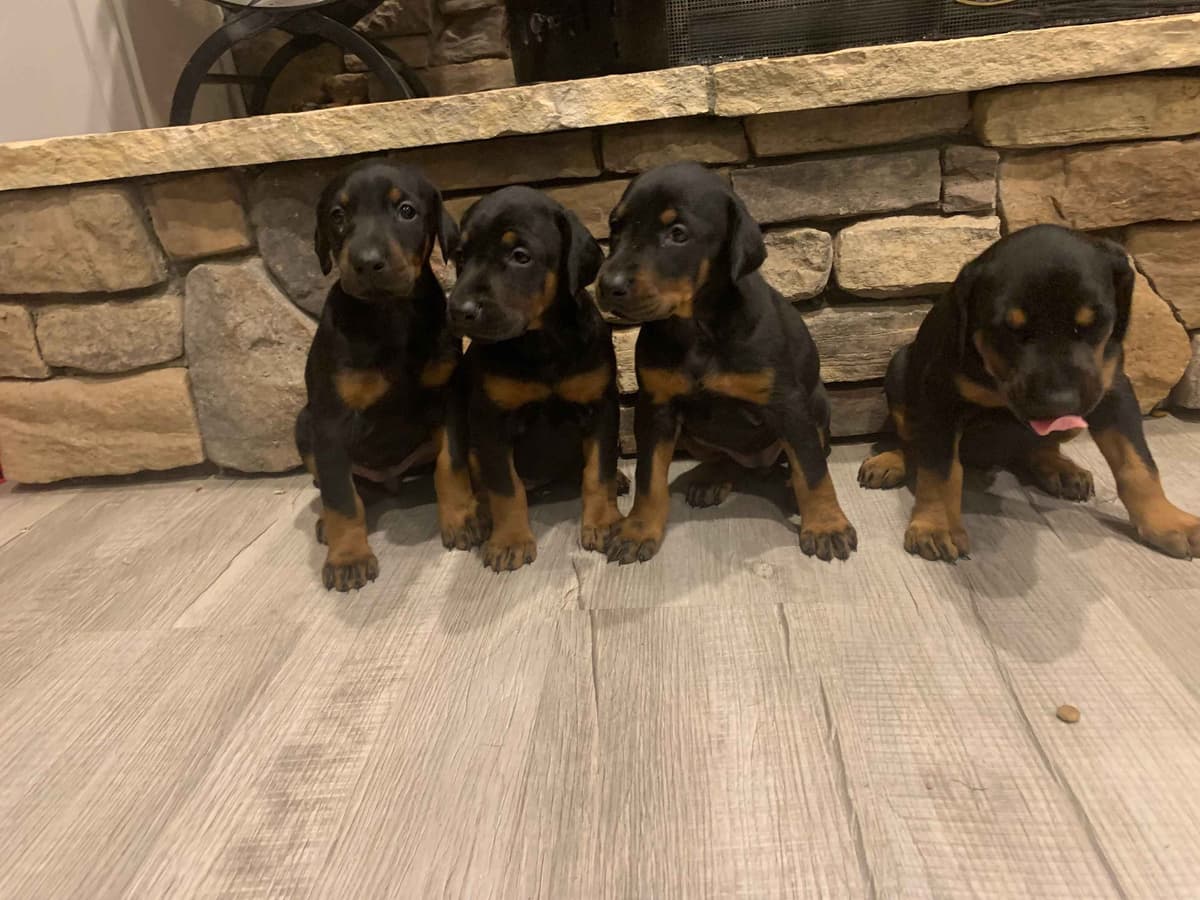 Doberman Pinscher Puppies breeder image 12