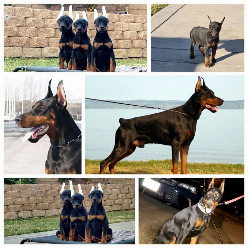 Doberman Pinscher Puppies breeder image 9