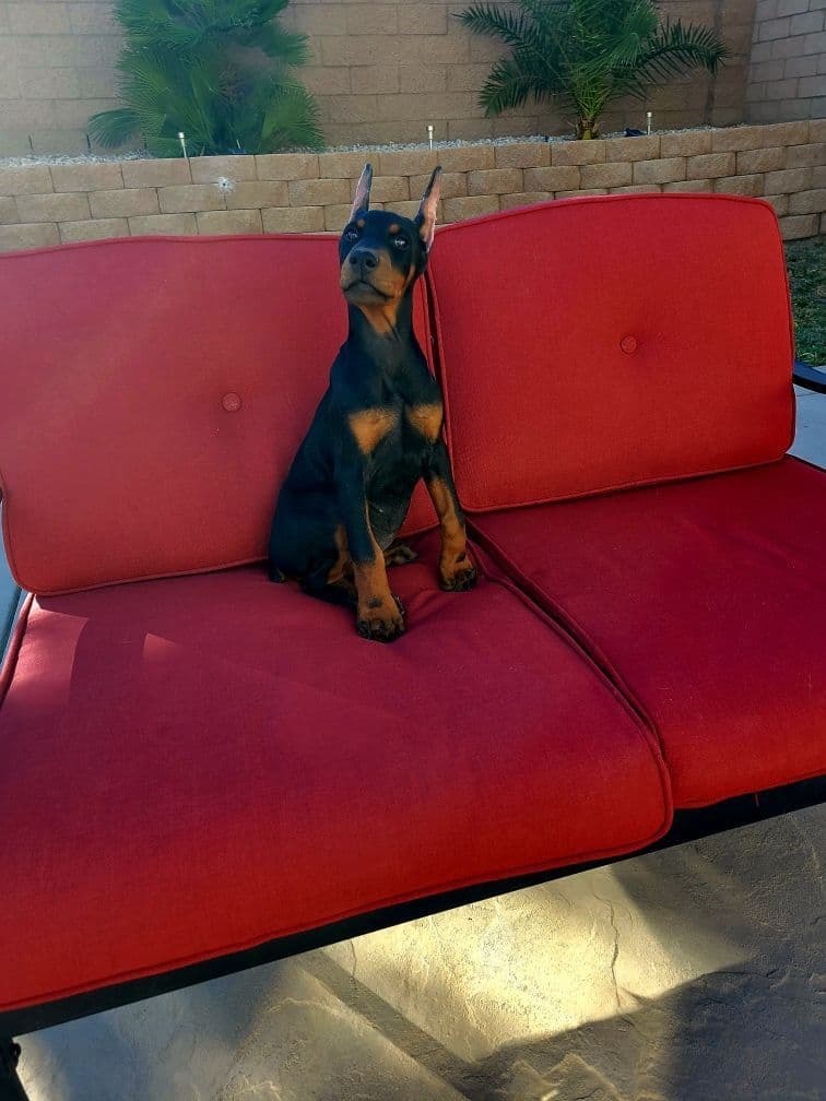 Doberman Pinscher Puppies breeder image 15