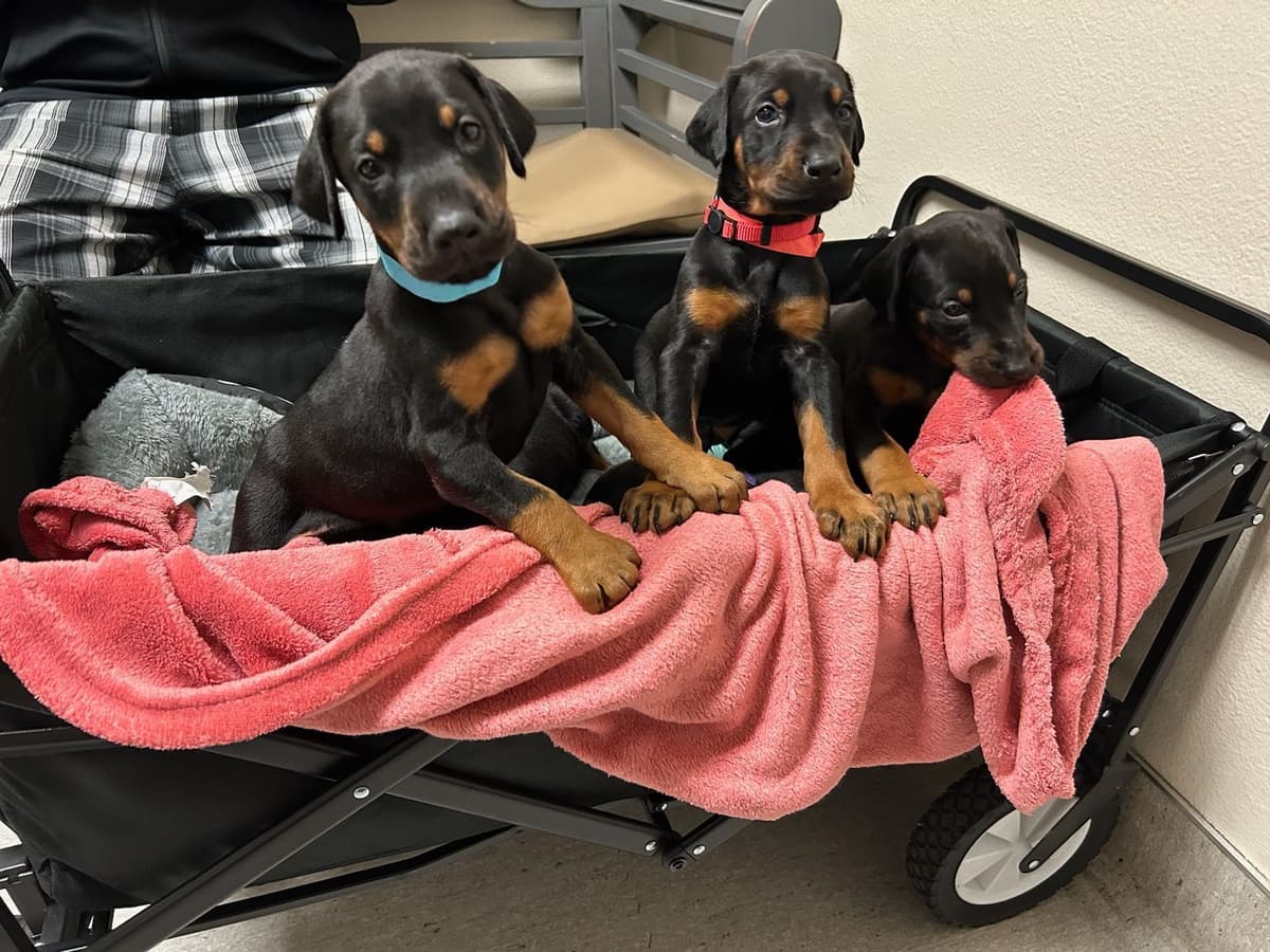 Doberman Pinscher Puppies breeder image 17