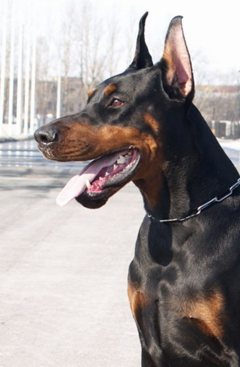 Doberman Pinscher Puppies breeder image 6