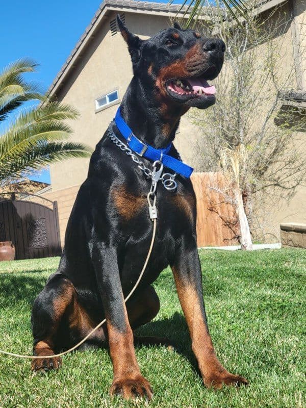 Doberman Pinscher Puppies breeder image 13