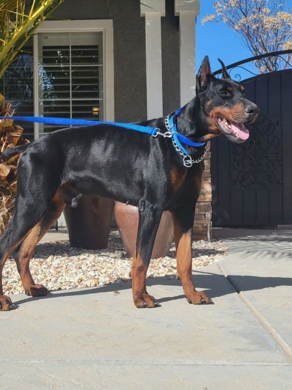 Doberman Pinscher Puppies breeder image 14