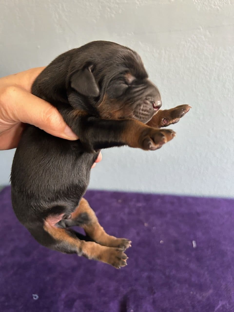 Doberman Pinscher Puppies breeder image 18