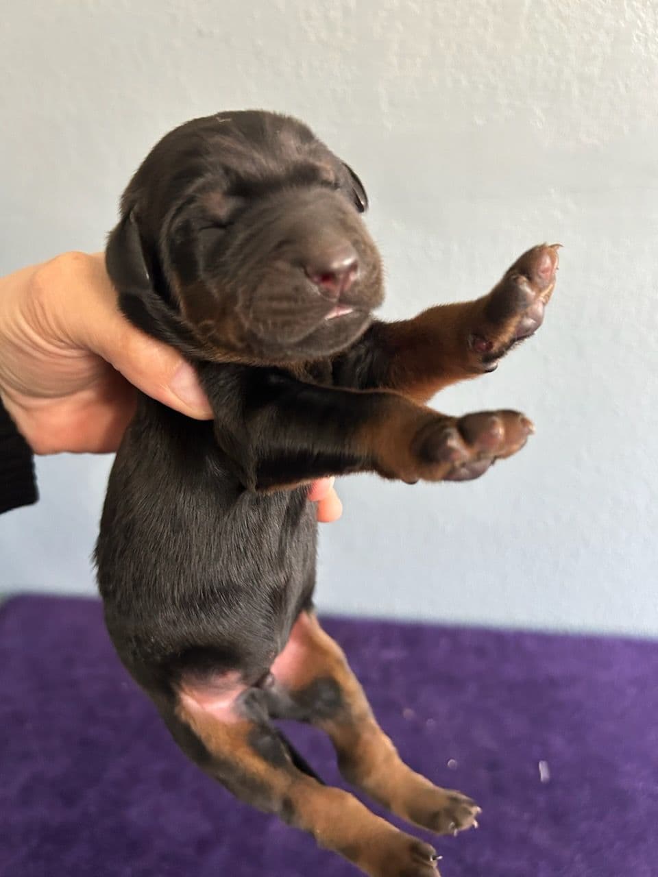 Doberman Pinscher Puppies breeder image 19