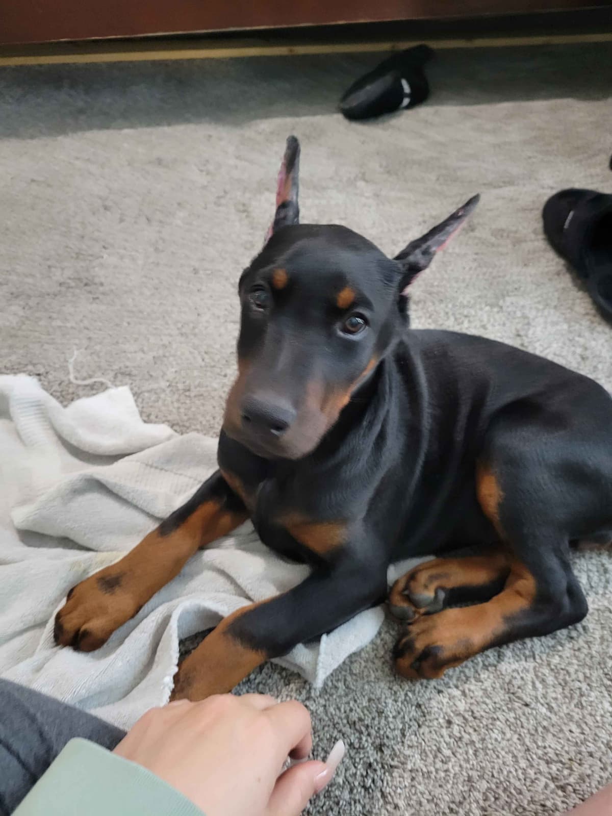 Doberman Pinscher Puppies breeder image 20