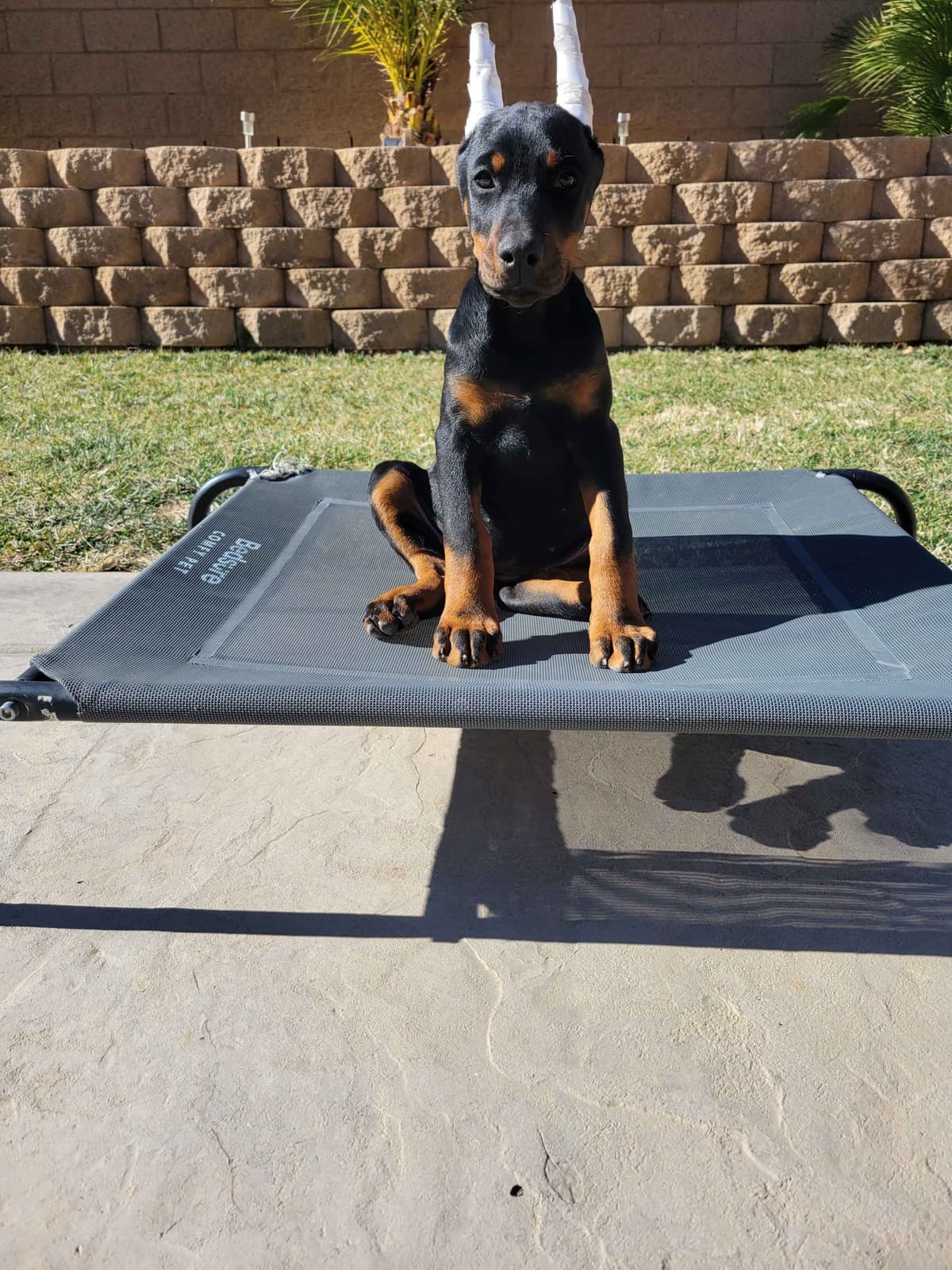 Doberman Pinscher Puppies breeder image 21