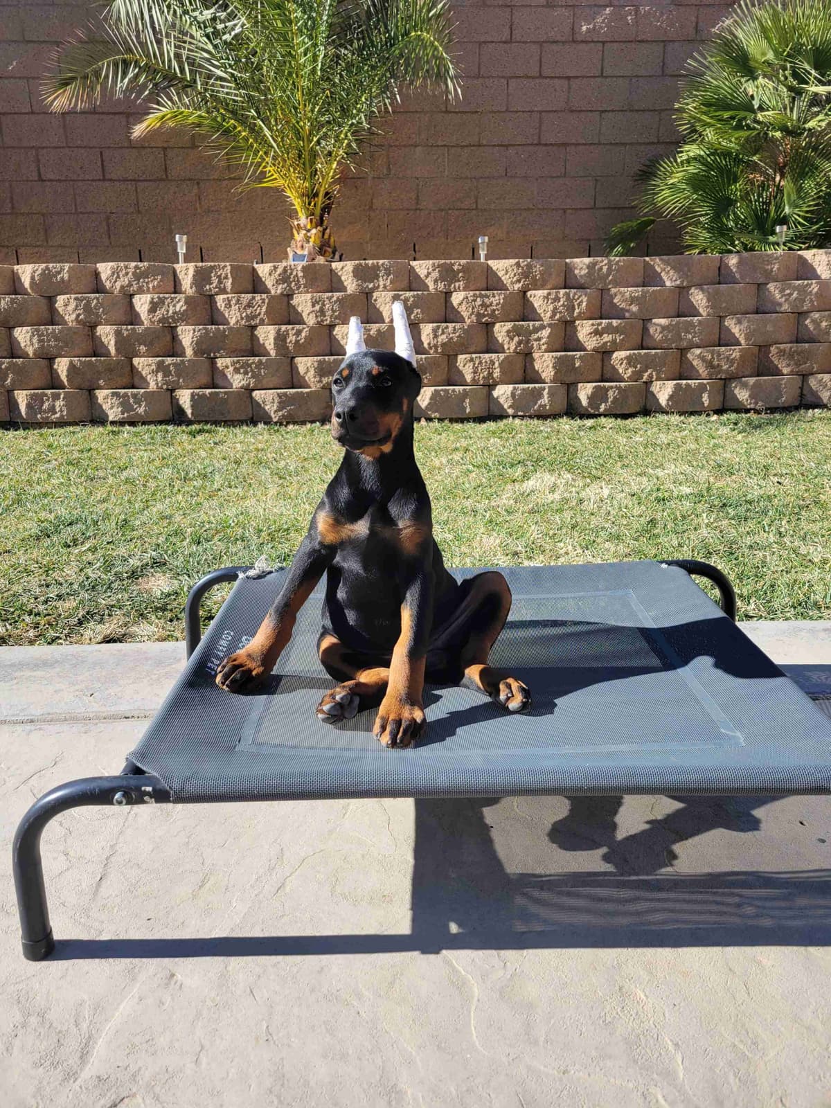 Doberman Pinscher Puppies breeder image 22