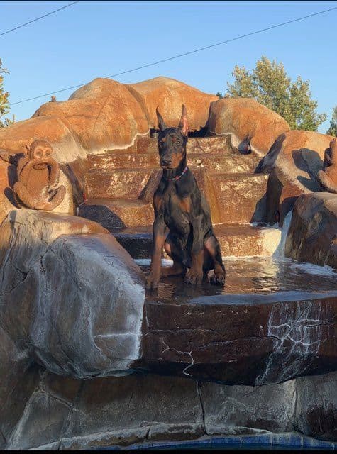 Doberman Pinscher Puppies breeder image 23