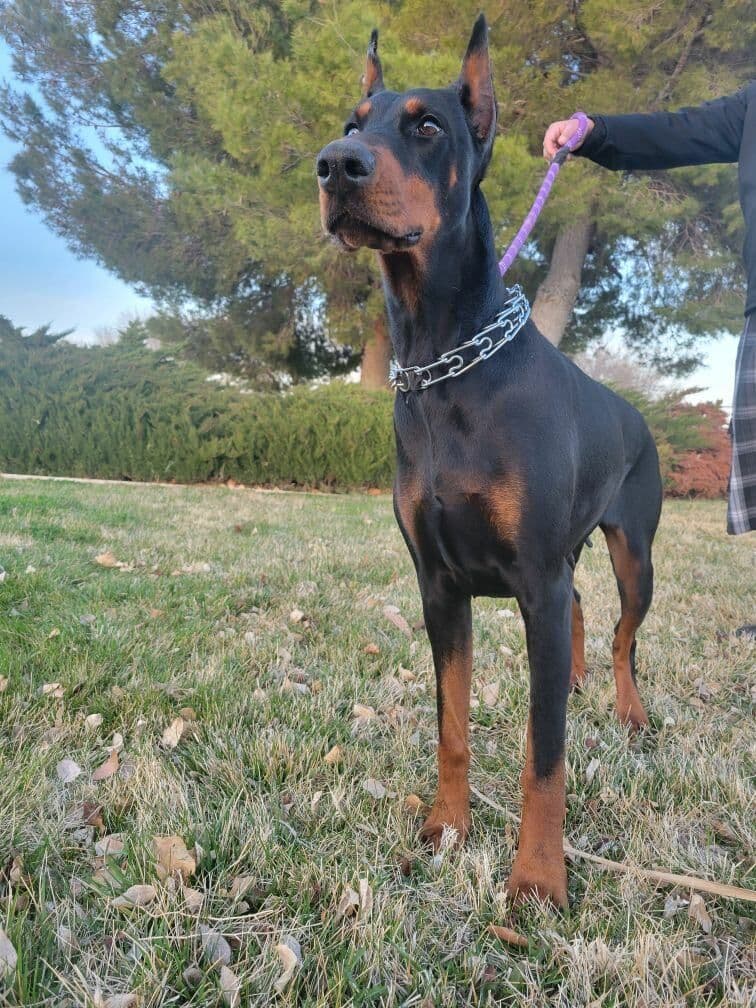 Doberman Pinscher Puppies breeder image 24
