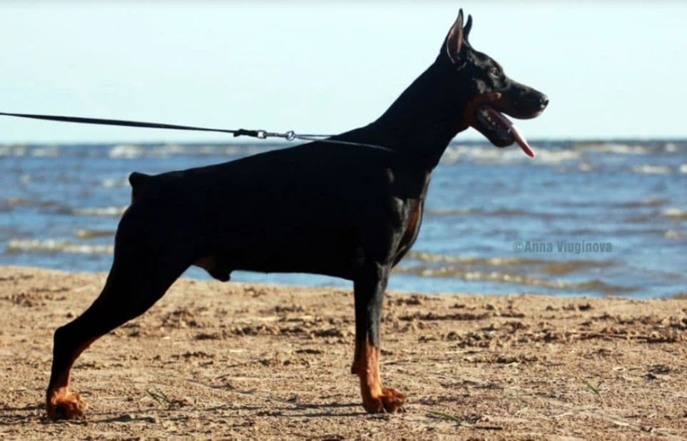Doberman Pinscher Puppies breeder image 16