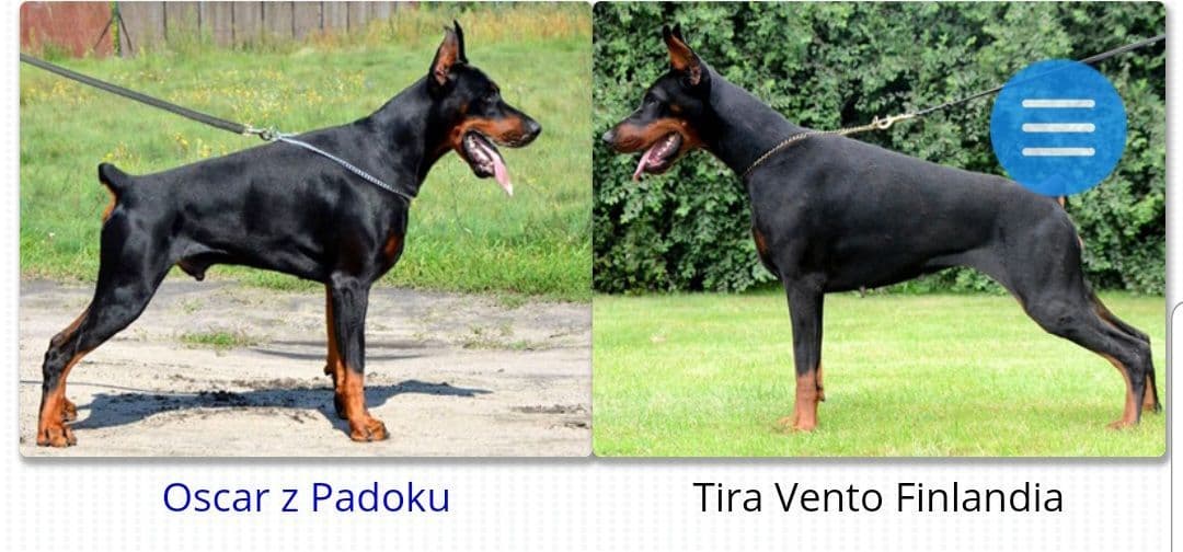 Doberman Pinscher Puppies breeder image 25