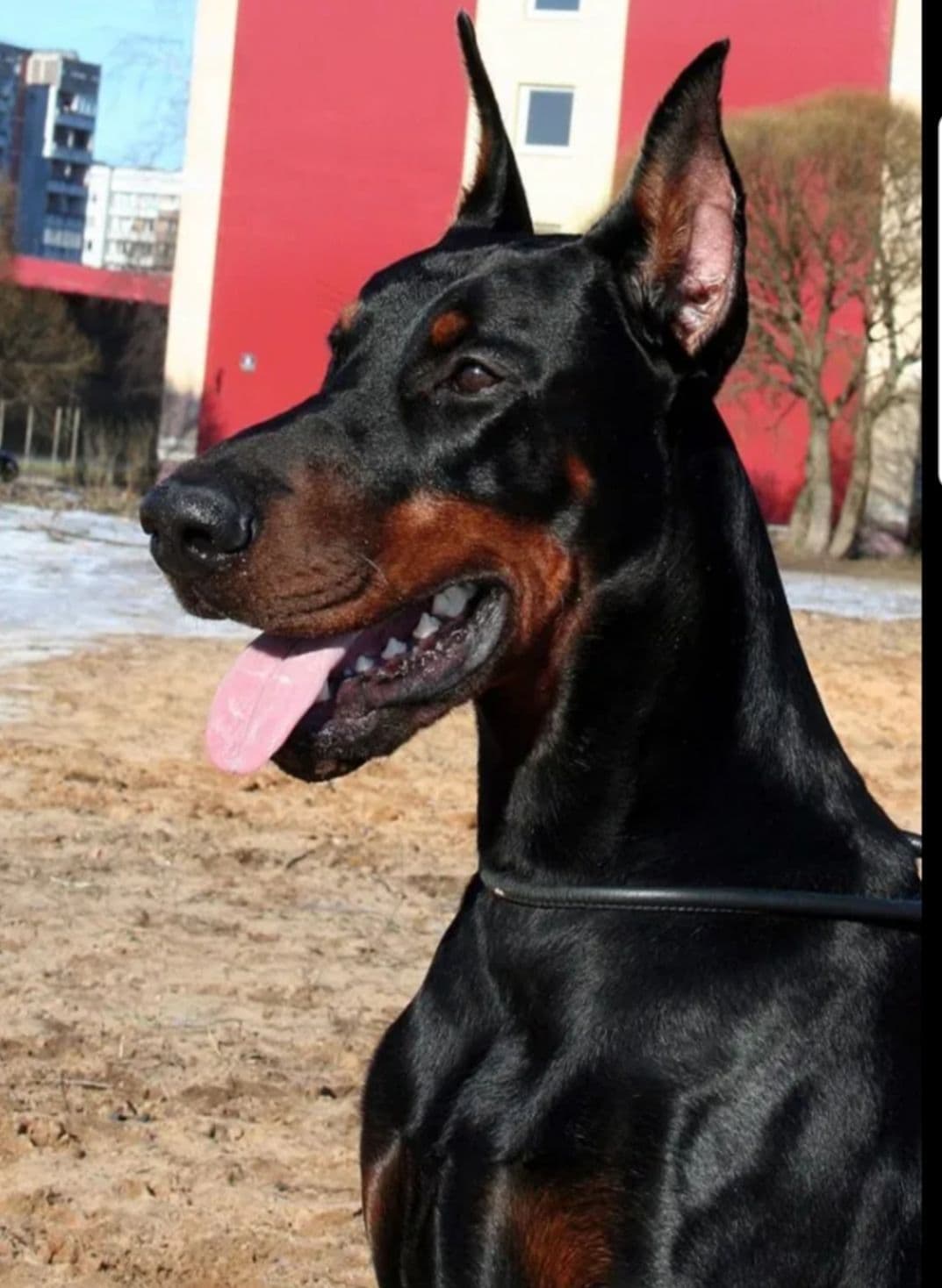 Doberman Pinscher Puppies breeder image 27
