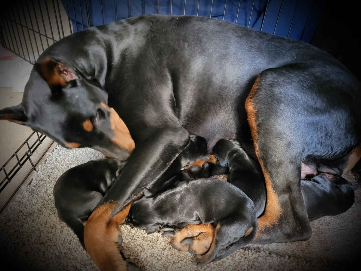Doberman Pinscher Puppies breeder image 30