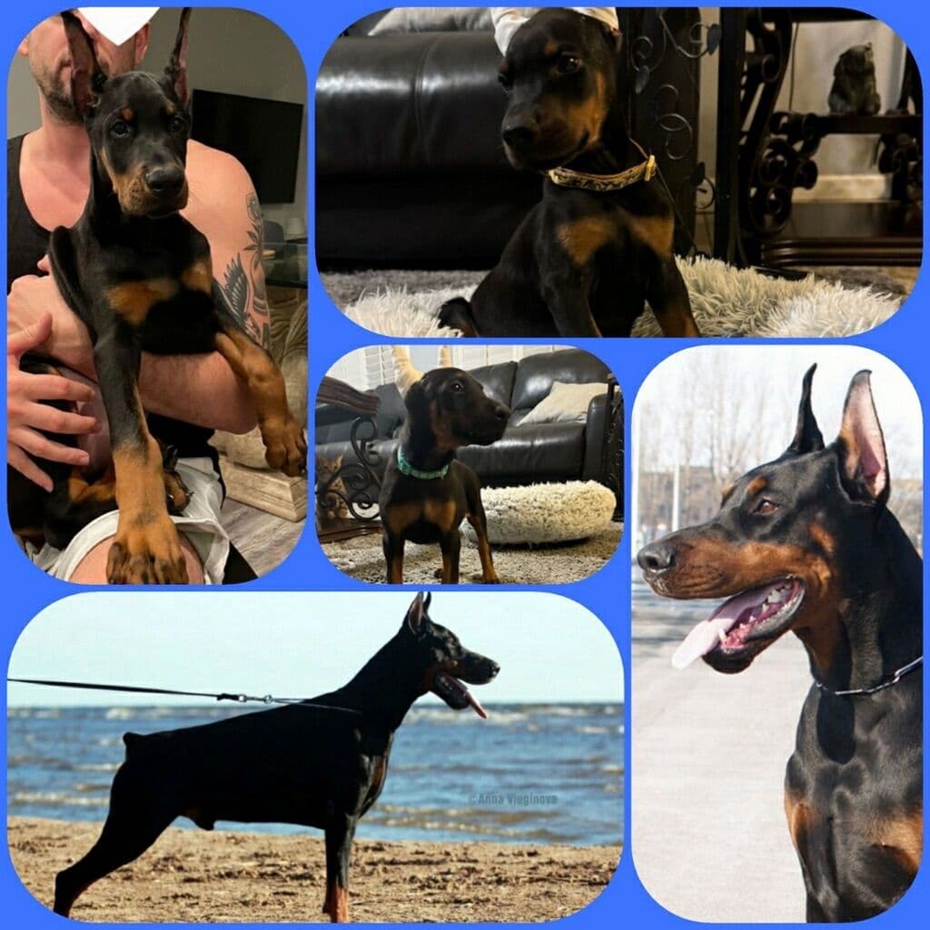 Doberman Pinscher Puppies breeder image 3