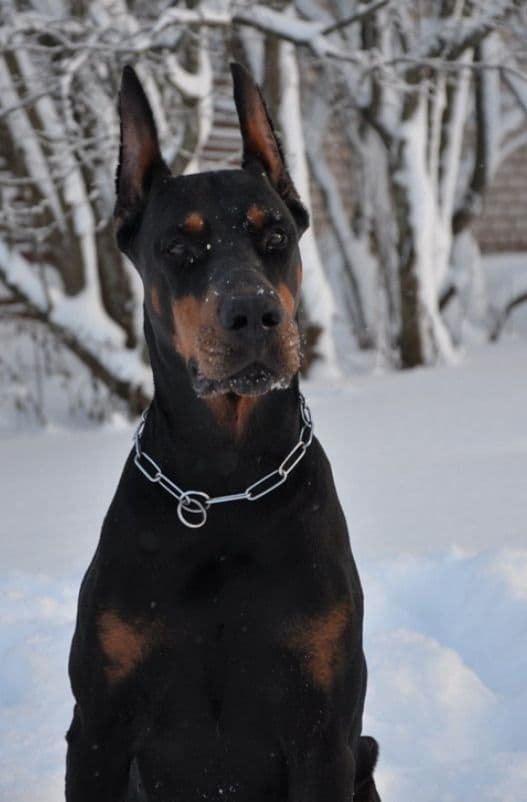 Doberman Pinscher Puppies breeder image 28