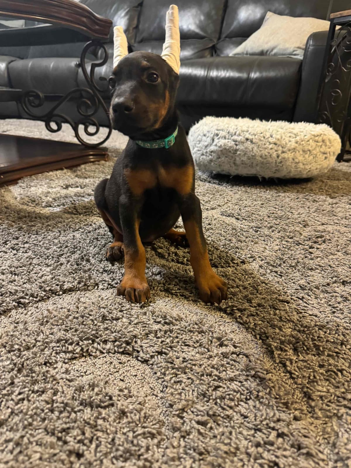 Doberman Pinscher Puppies breeder image 26