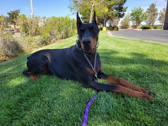 Doberman Pinscher Puppies media 2