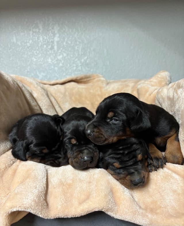 Doberman Pinscher Puppies media 3