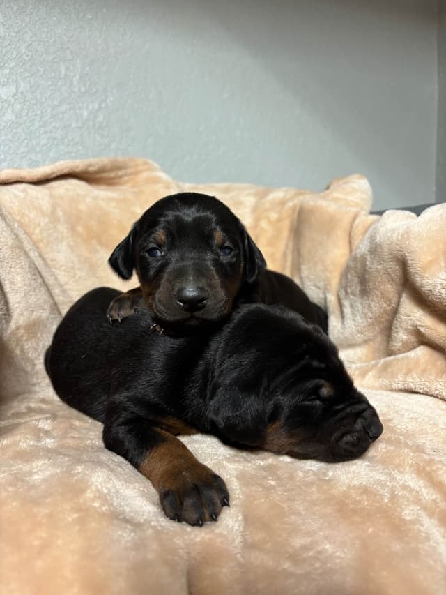 Doberman Pinscher Puppies media 4