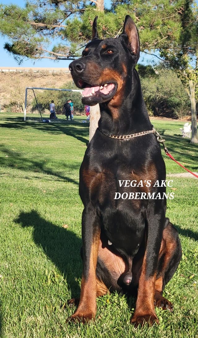 Doberman Pinscher Puppies media 5