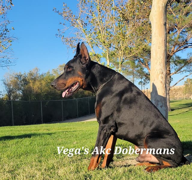 Doberman Pinscher Puppies media 6