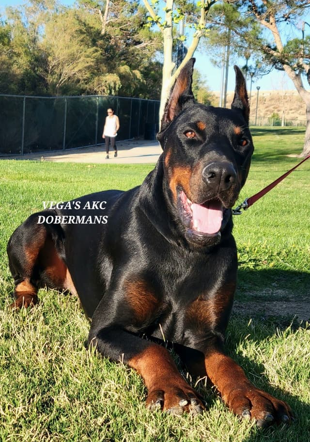 Doberman Pinscher Puppies media 7