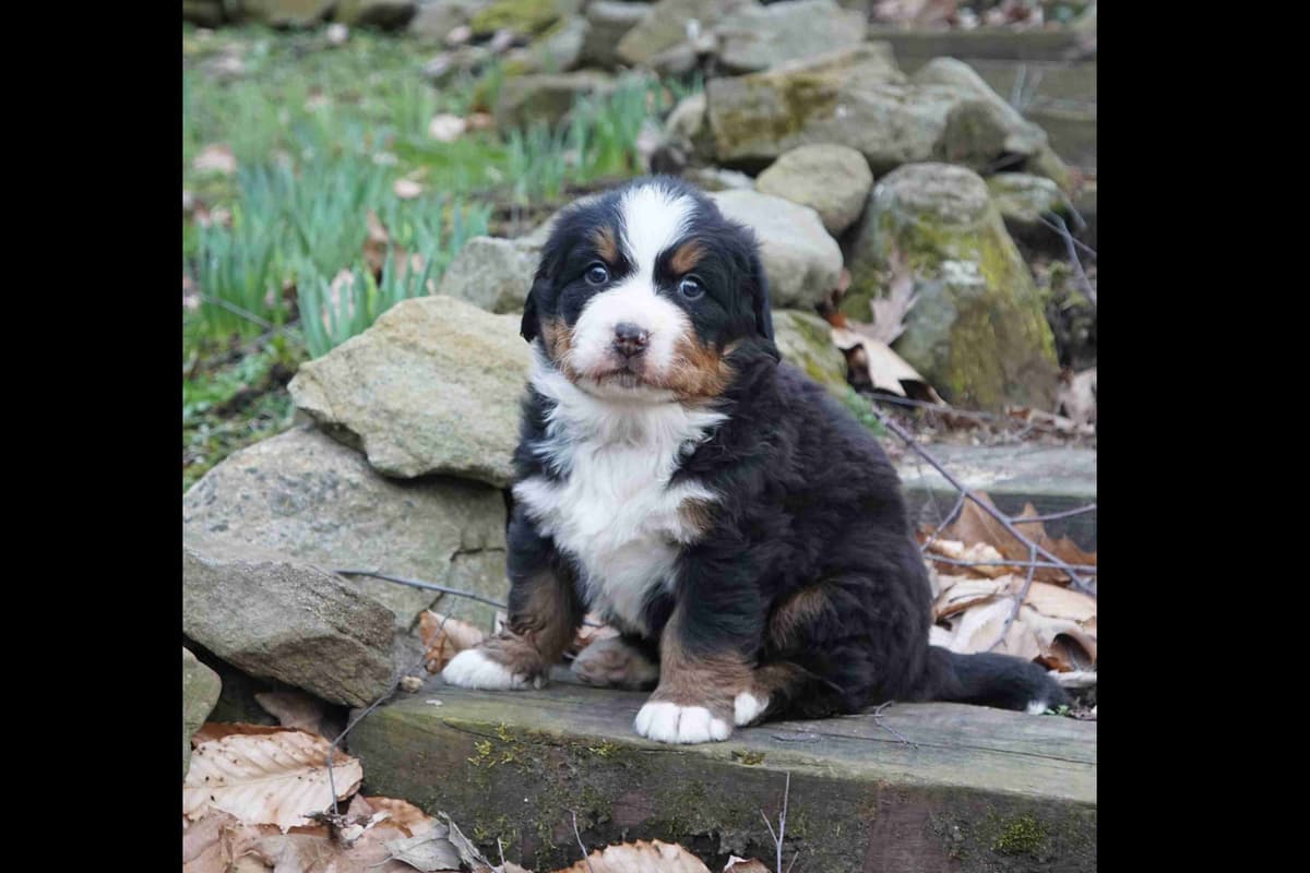 Bernese Mountain Dog Puppies - Champion Bloodlines/OFA Clear Parents breeder image 6