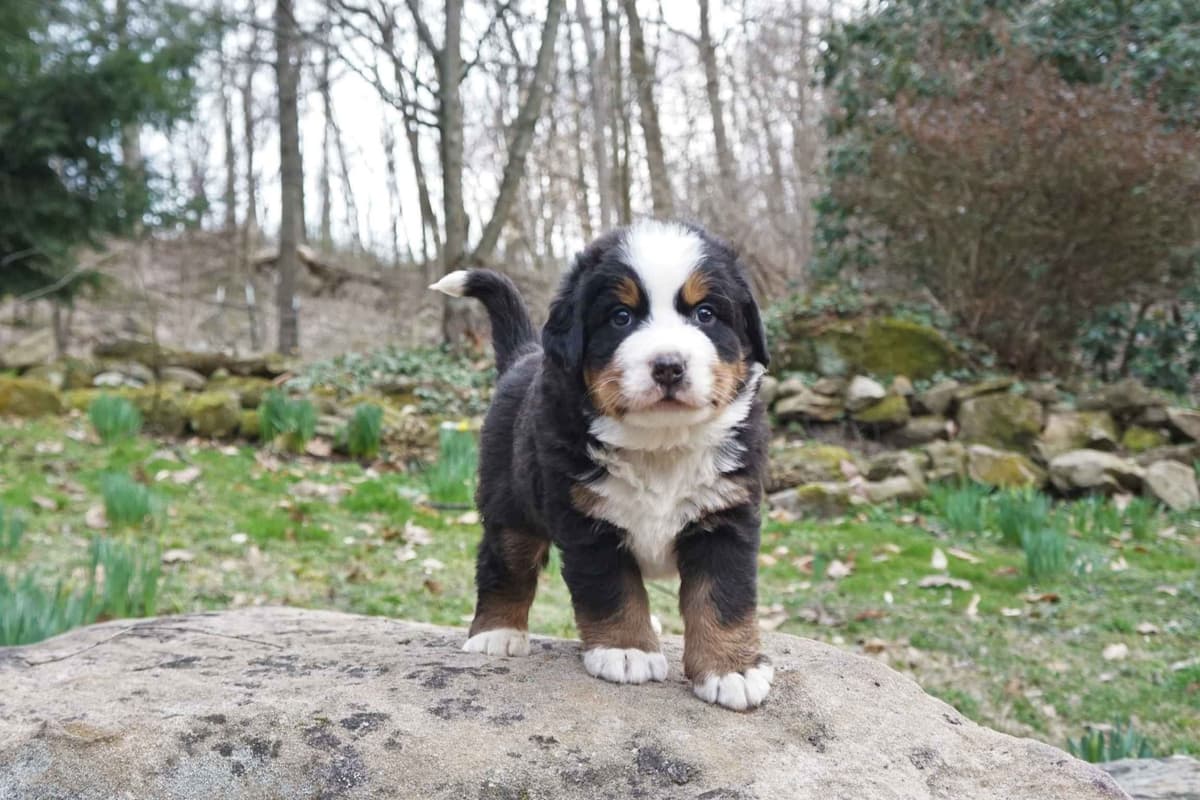 Bernese Mountain Dog Puppies - Champion Bloodlines/OFA Clear Parents breeder image 7