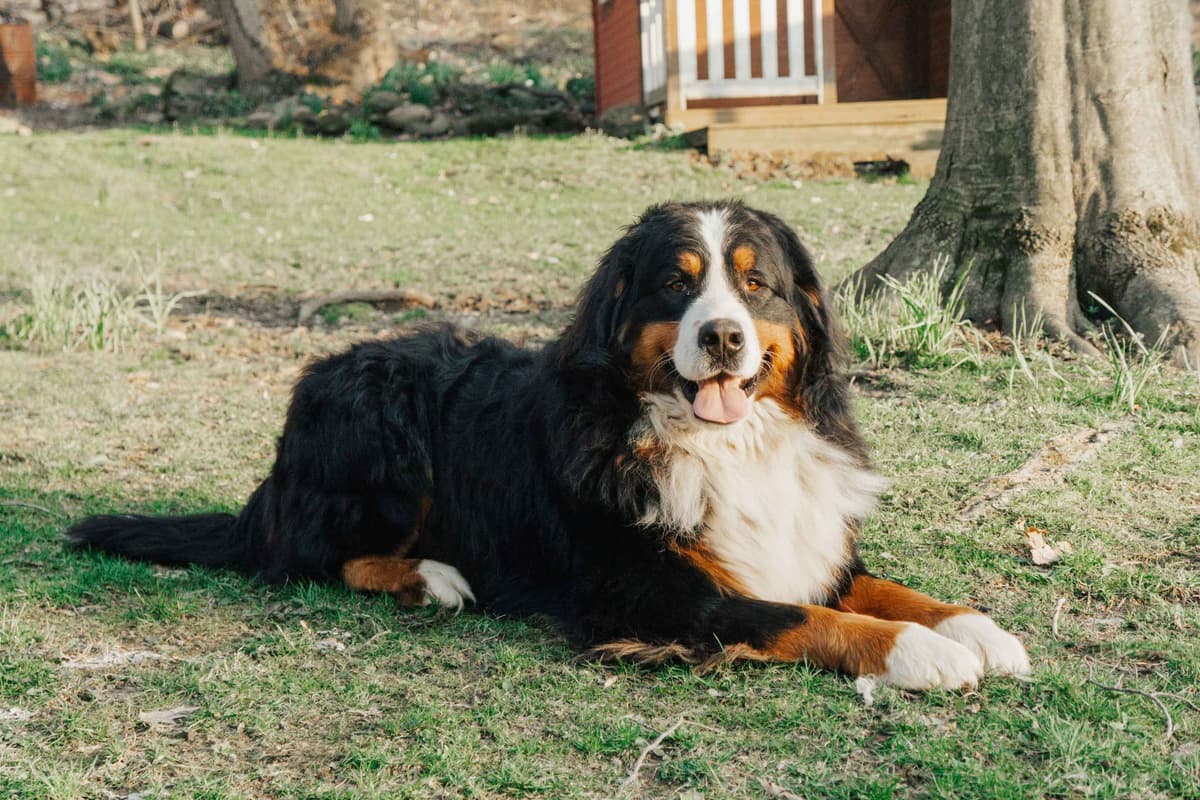 Bernese Mountain Dog Puppies - Champion Bloodlines/OFA Clear Parents breeder image 2