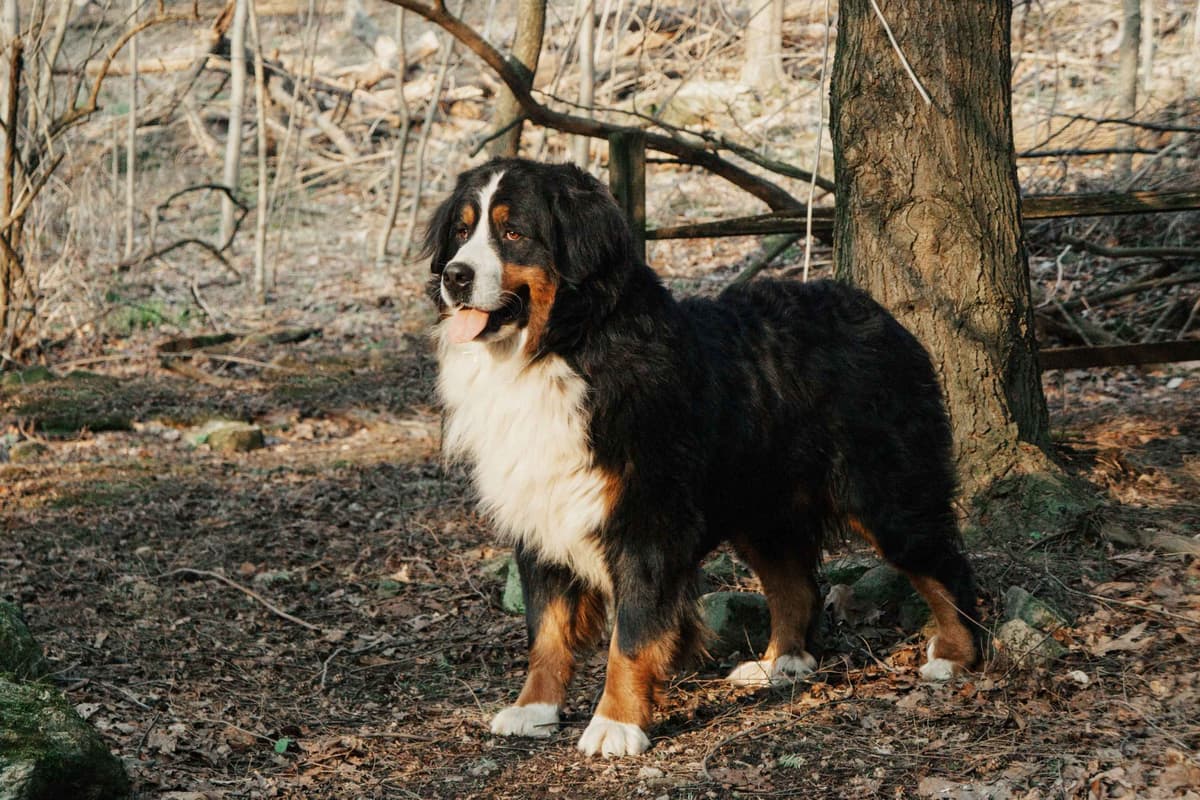 Bernese Mountain Dog Puppies - Champion Bloodlines/OFA Clear Parents breeder image 1