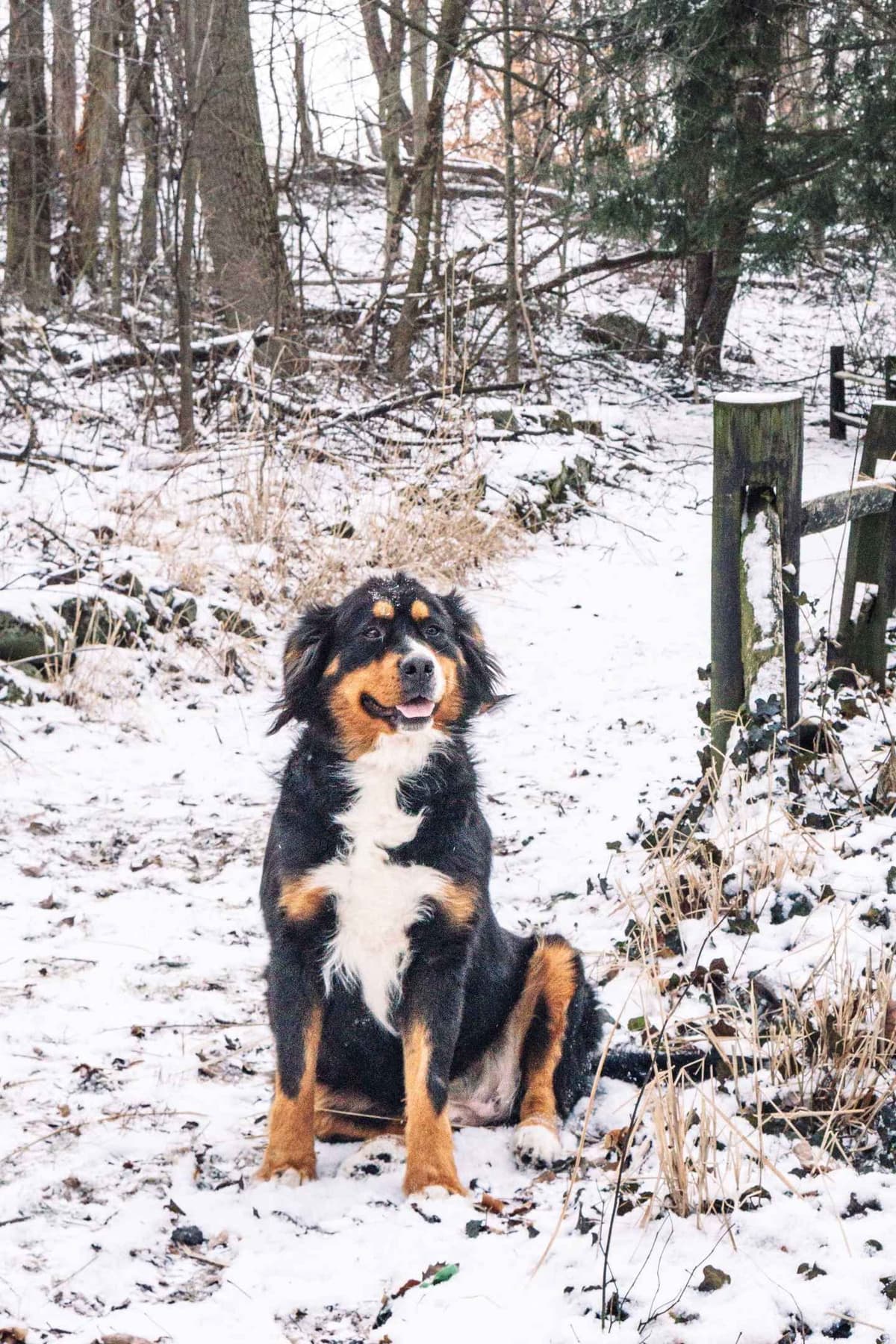 Bernese Mountain Dog Puppies - Champion Bloodlines/OFA Clear Parents breeder image 3