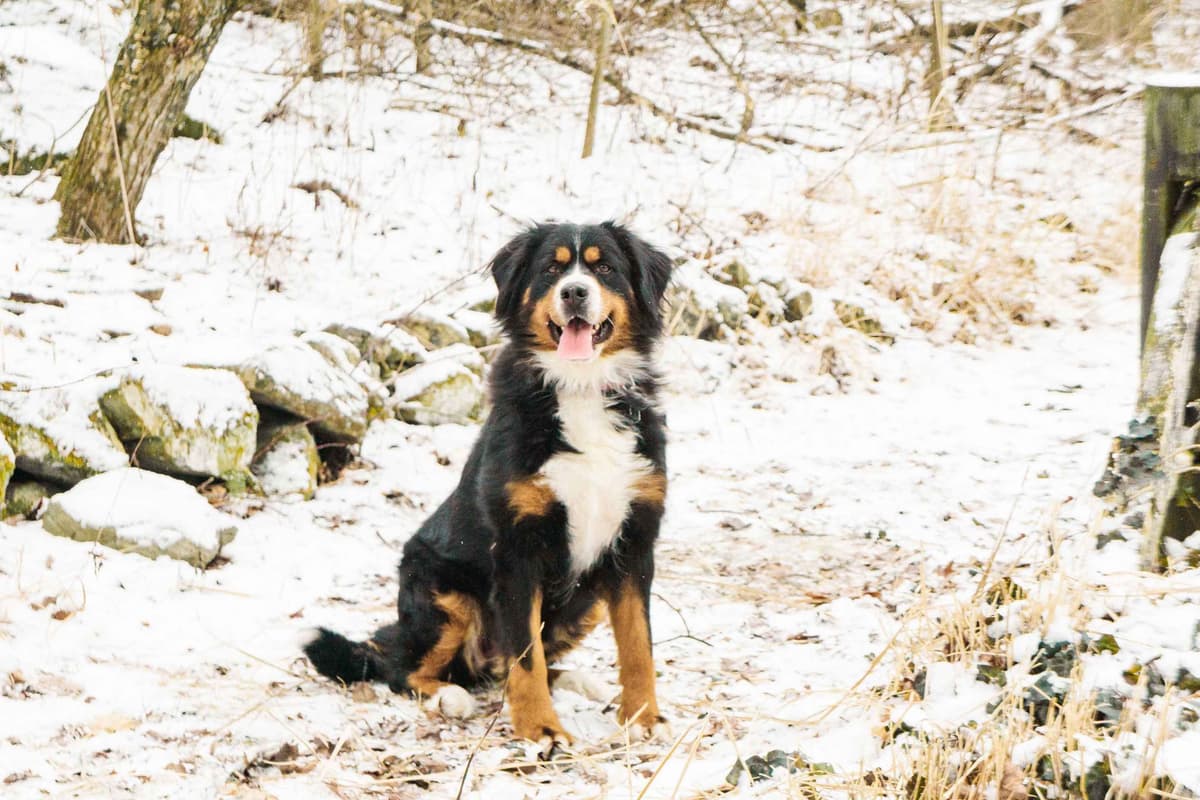 Bernese Mountain Dog Puppies - Champion Bloodlines/OFA Clear Parents breeder image 5
