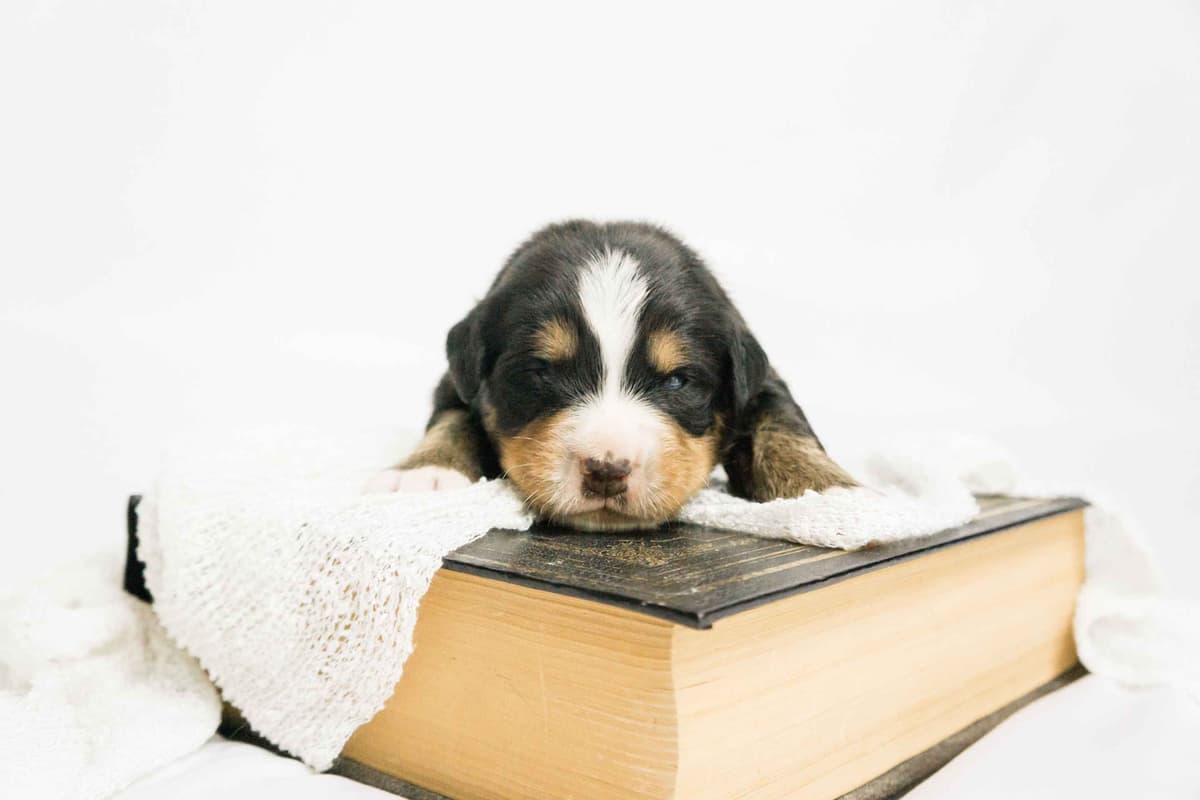 Bernese Mountain Dog Puppies - Champion Bloodlines/OFA Clear Parents breeder image 8
