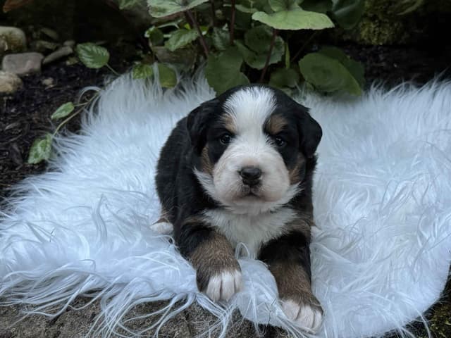 Bernese Mountain Dog Puppies - Champion Bloodlines/OFA Clear Parents media 2