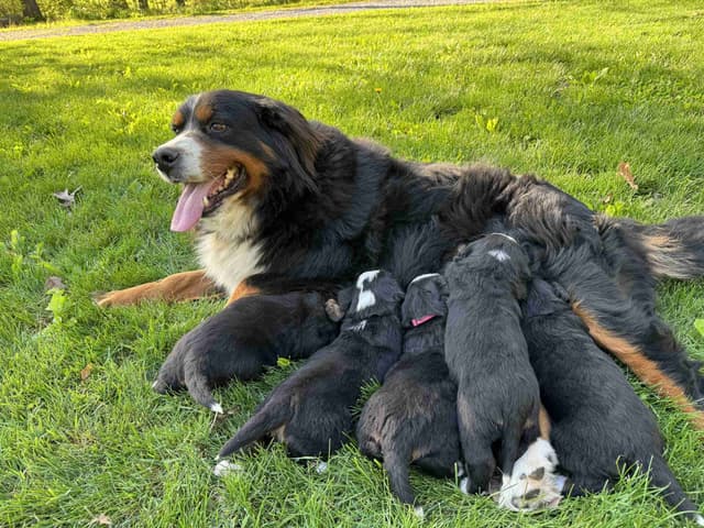 Bernese Mountain Dog Puppies - Champion Bloodlines/OFA Clear Parents media 3