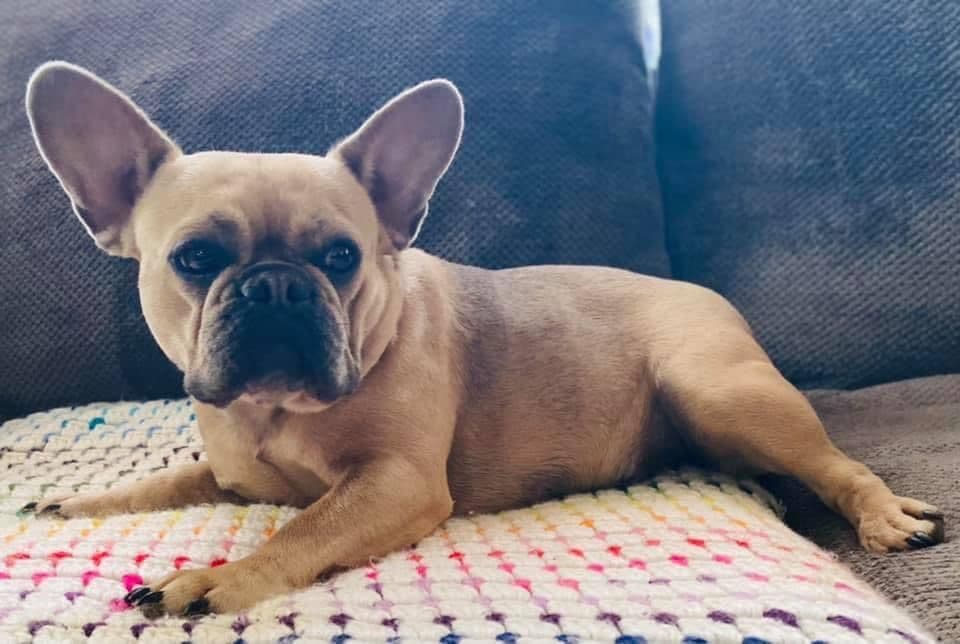 French Bulldog Puppies breeder image 1