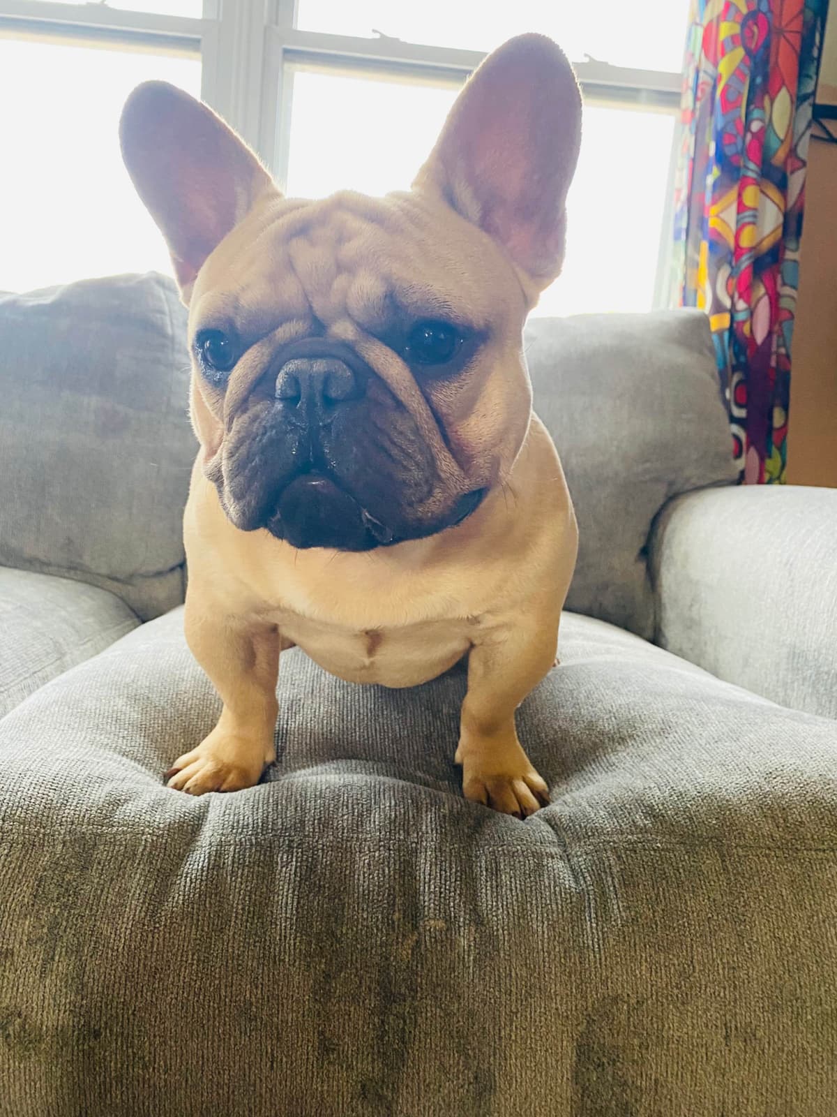 French Bulldog Puppies breeder image 4