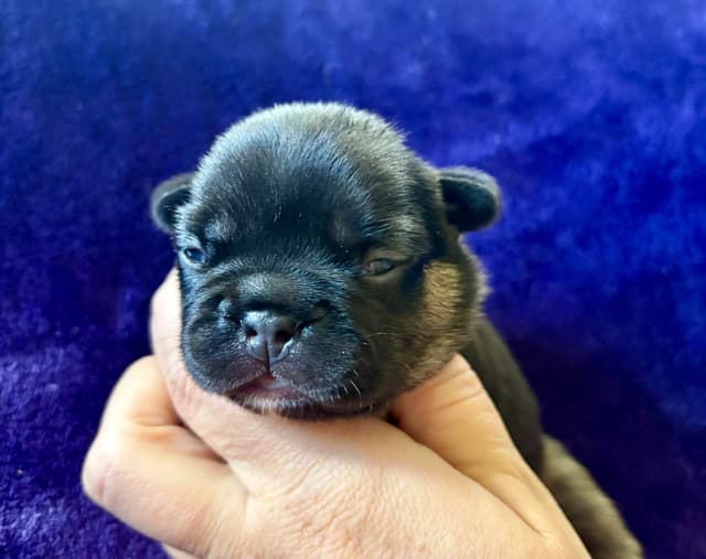 French Bulldog Puppies media 3