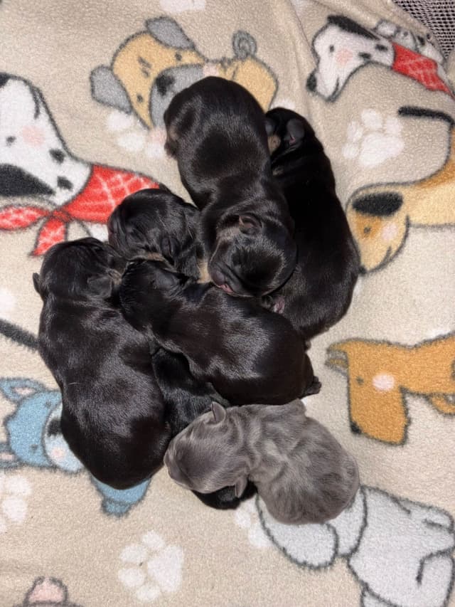 French Bulldog Puppies media 5