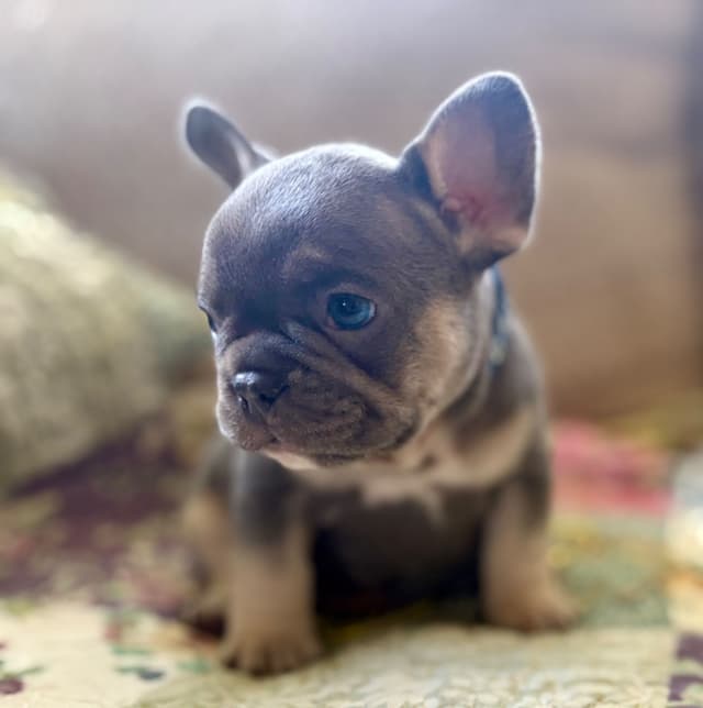 French Bulldog Puppies media 2