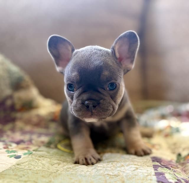 French Bulldog Puppies media 6