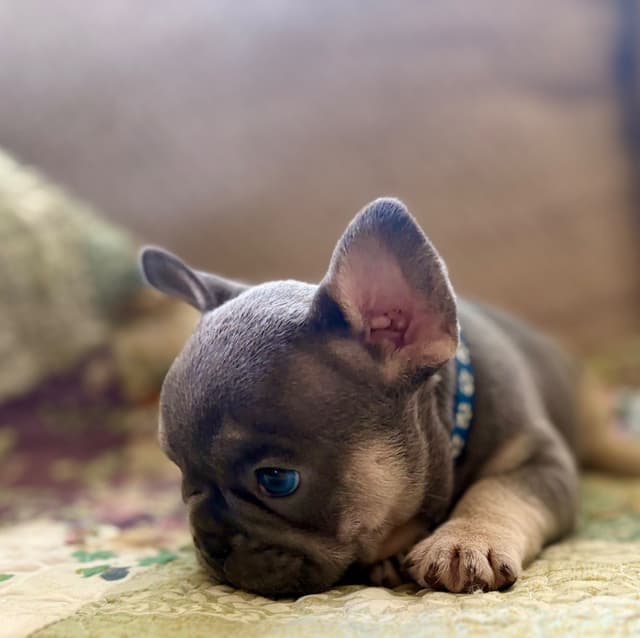 French Bulldog Puppies media 7